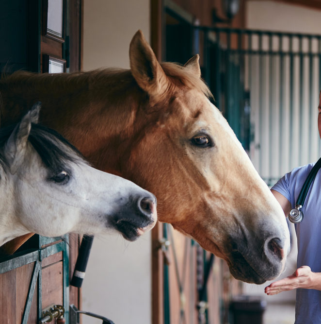 Veterinary,Medicine,At,Farm.,Veterinarian,During,Medical,Care,Of,Horses